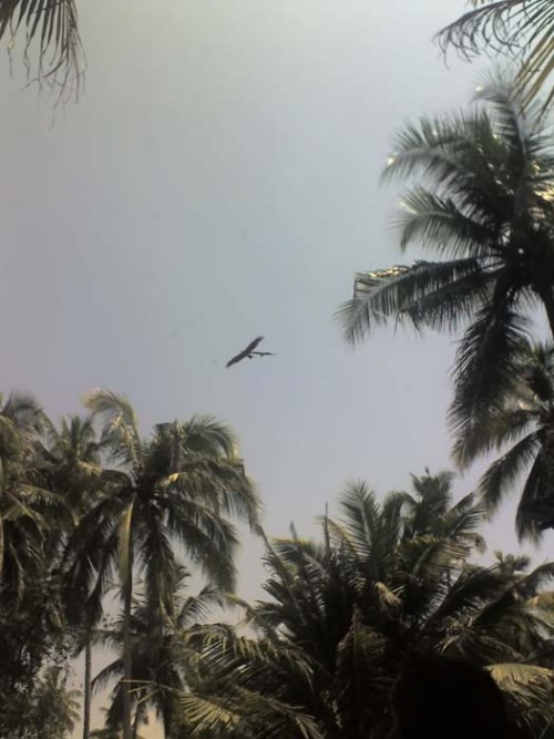 Thunderbird Photograph from India